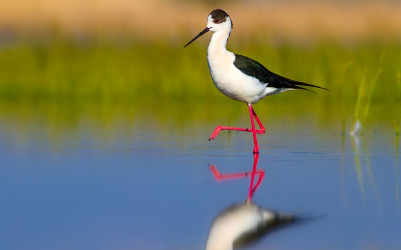 shutterstock_1020983725