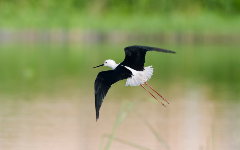 shutterstock_1767354011