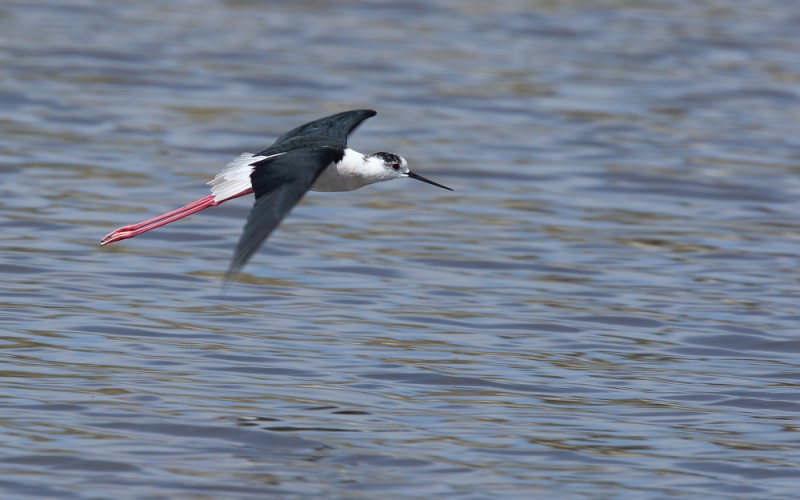 shutterstock_510265480